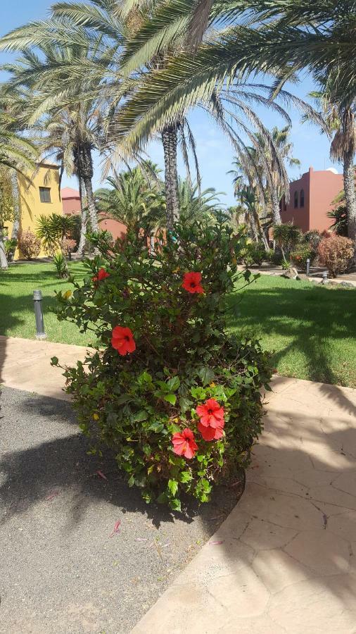 Appartamento Spagnolo Oasis Tamarindo Corralejo Exteriér fotografie